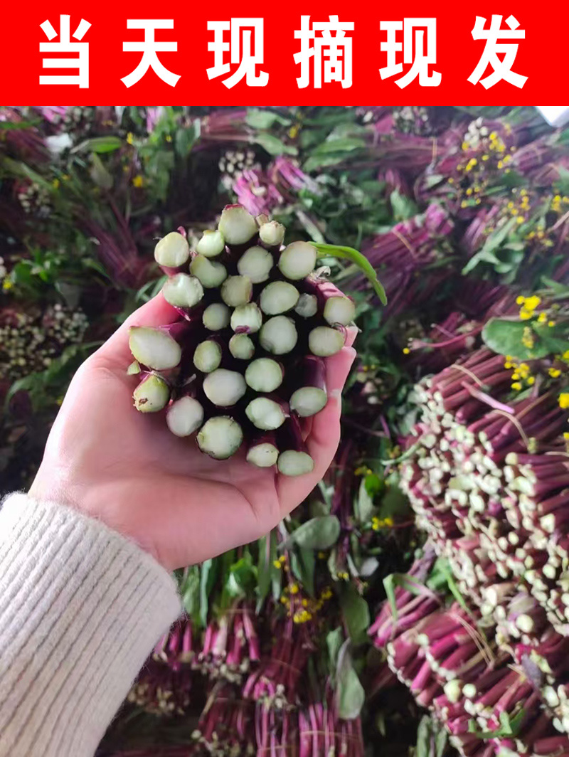 红菜苔精品紫菜苔种植基地一手货源
