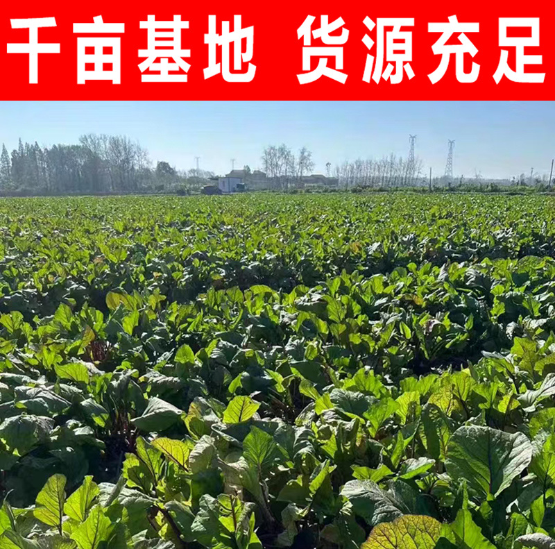 红菜苔精品紫菜苔种植基地一手货源