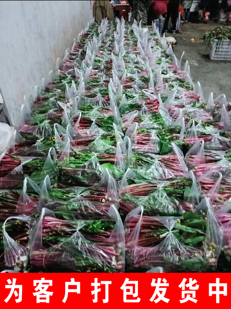 红菜苔精品紫菜苔种植基地一手货源