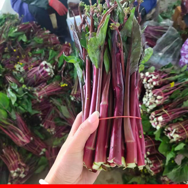 红菜苔精品紫菜苔种植基地一手货源