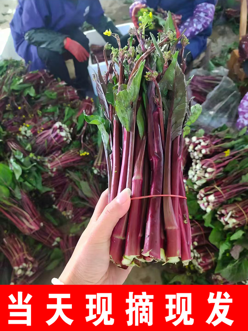 红菜苔精品紫菜苔种植基地一手货源