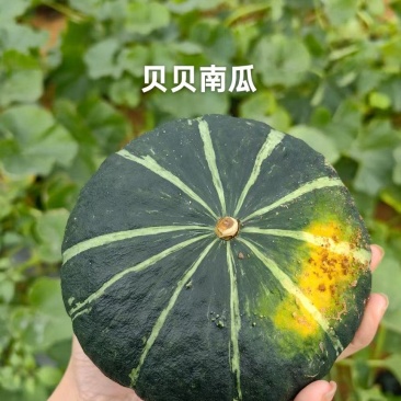 产地直供贝贝小南瓜