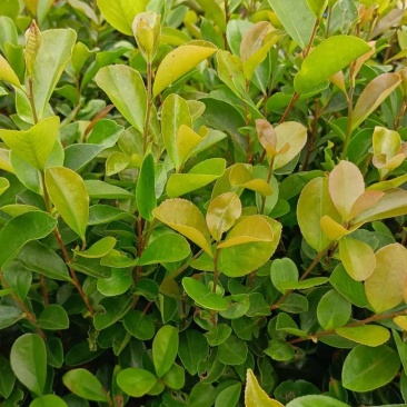 油茶苗