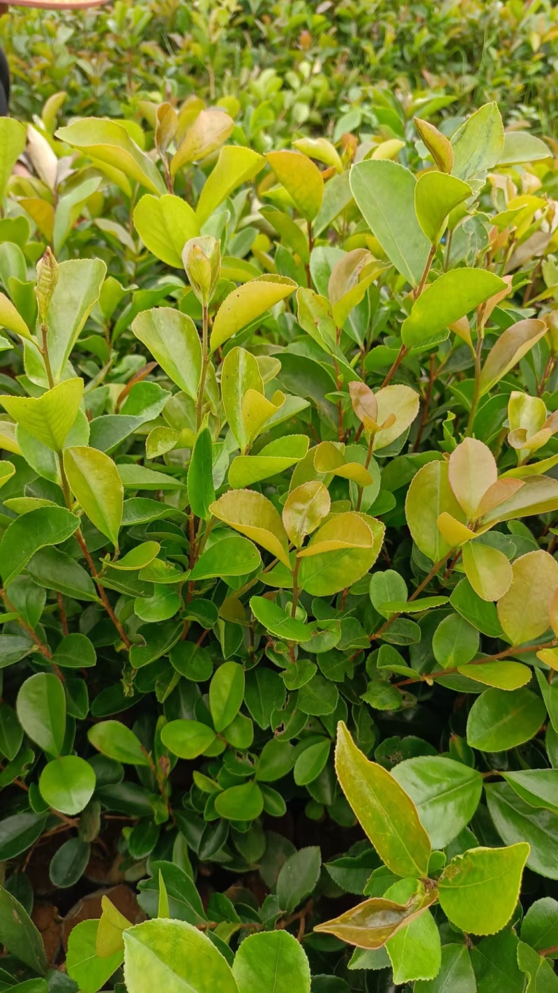 油茶苗