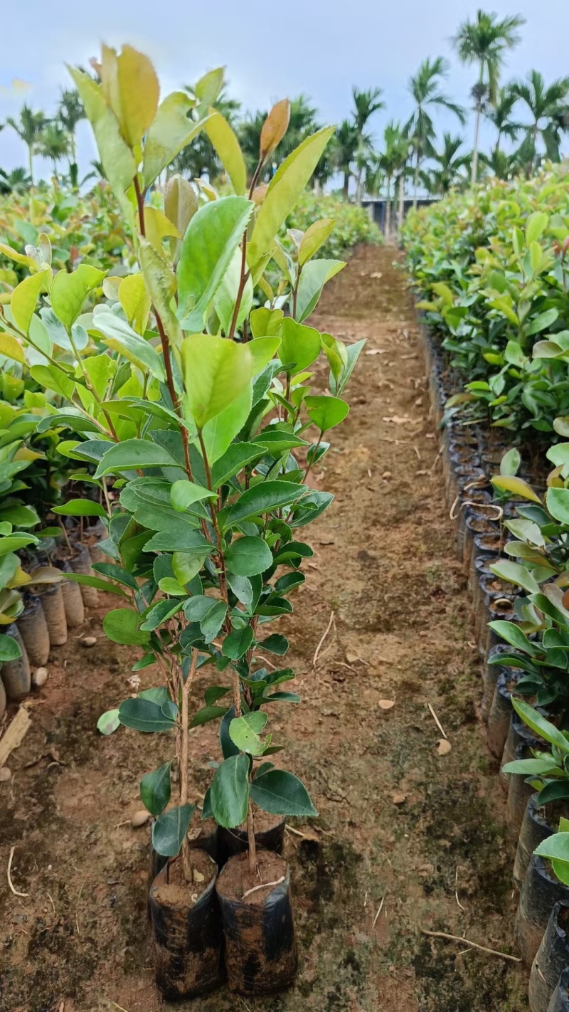 油茶苗