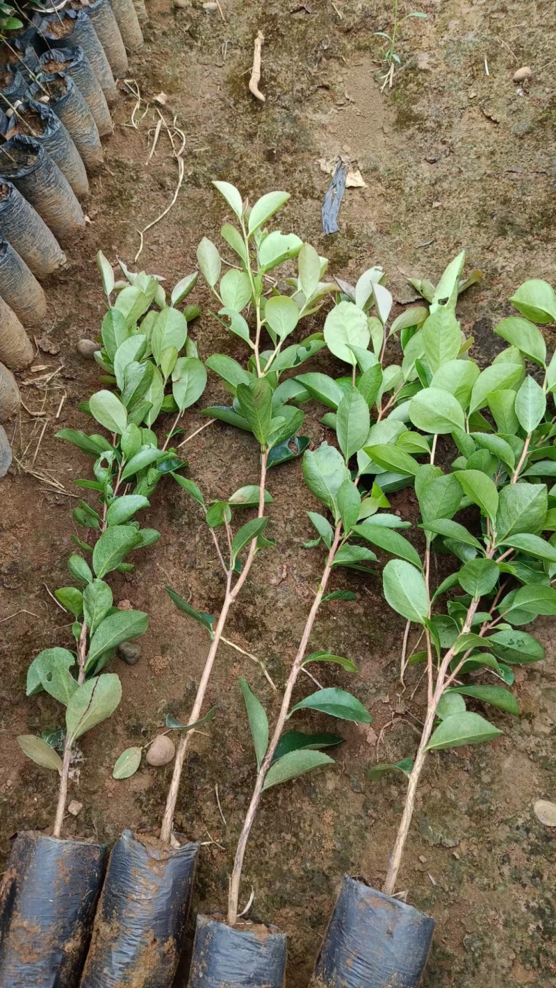 油茶苗
