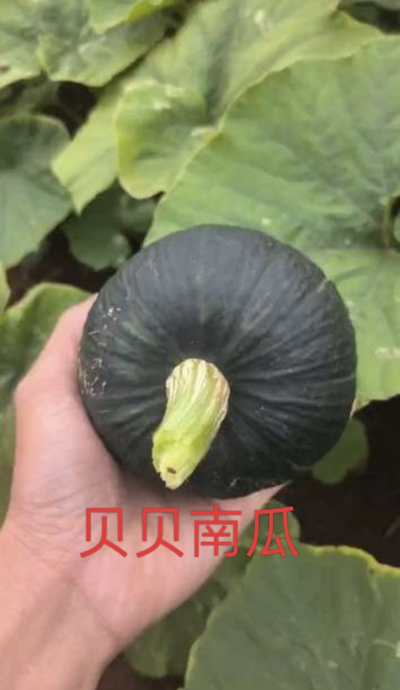 产地直供贝贝小南瓜