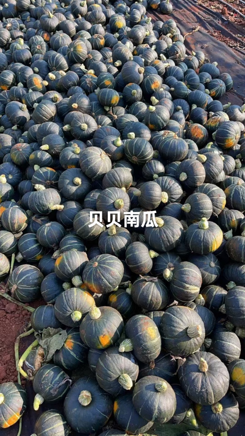 产地直供贝贝小南瓜