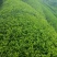 武夷岩茶自己种的有图性价比高一手货源24年的茶树品质很好