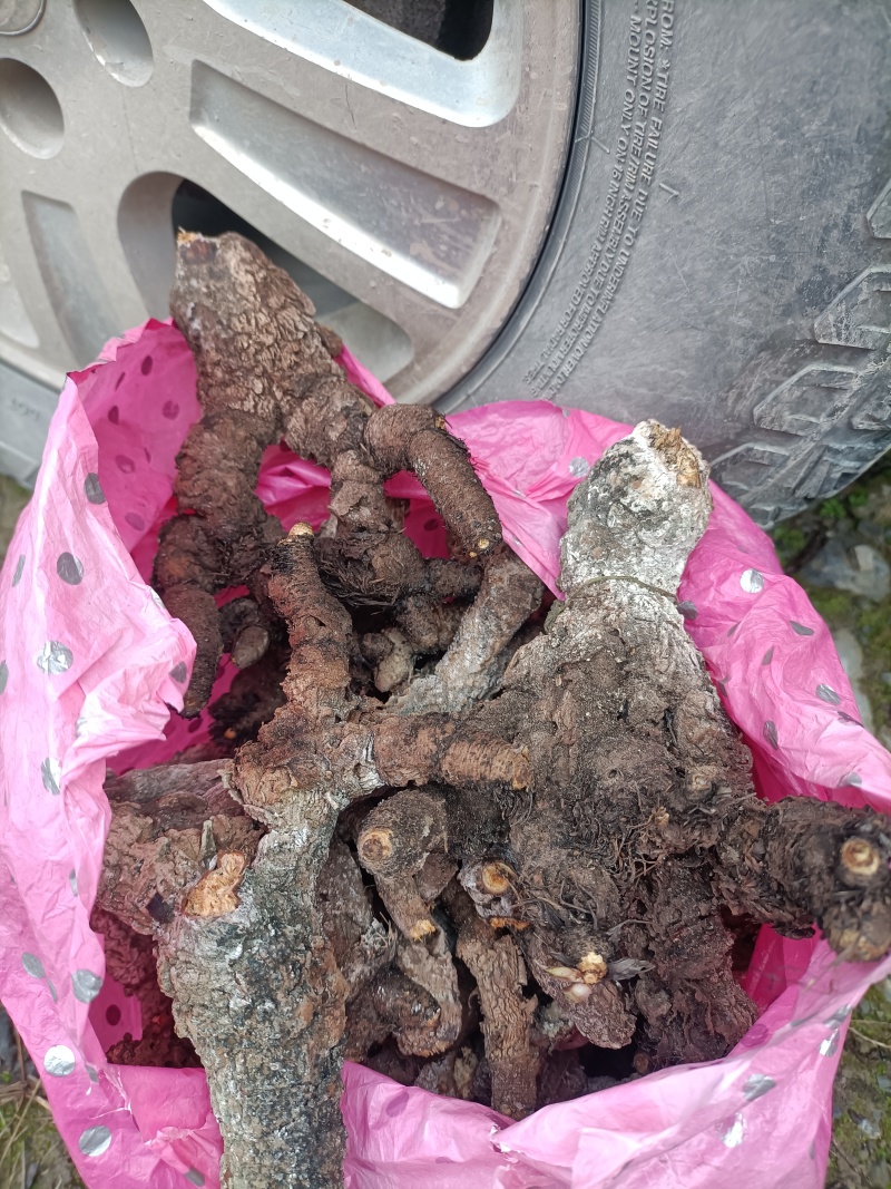 岩蝴蝶，尾囊草，岩萝卜，夜落金钱