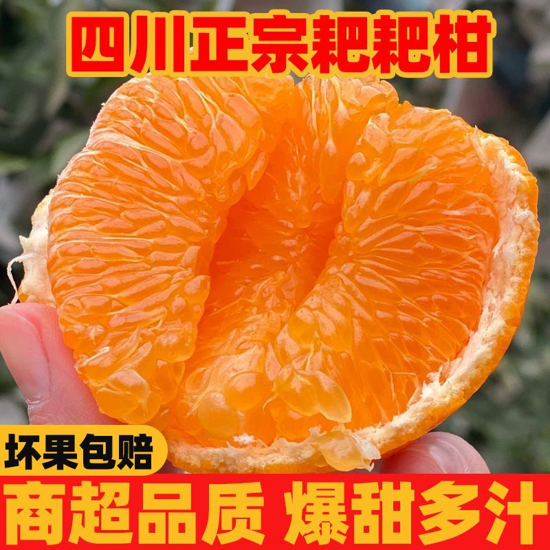 四川正宗青见耙耙，