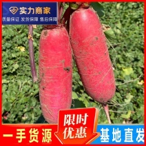 【平台精选】萝卜红皮萝卜千亩基地直供一手货源