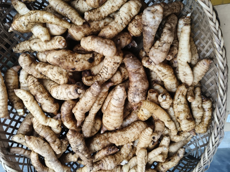 老品种天麻菌棒种植，营养好，平时饱汤养生的好食材。