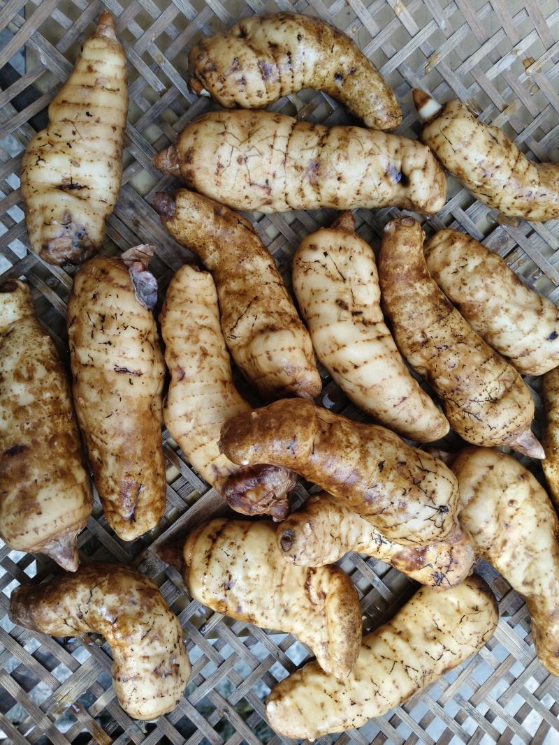老品种天麻菌棒种植，营养好，平时饱汤养生的好食材。