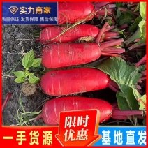 精品红萝卜大红萝卜产地直供一手货源