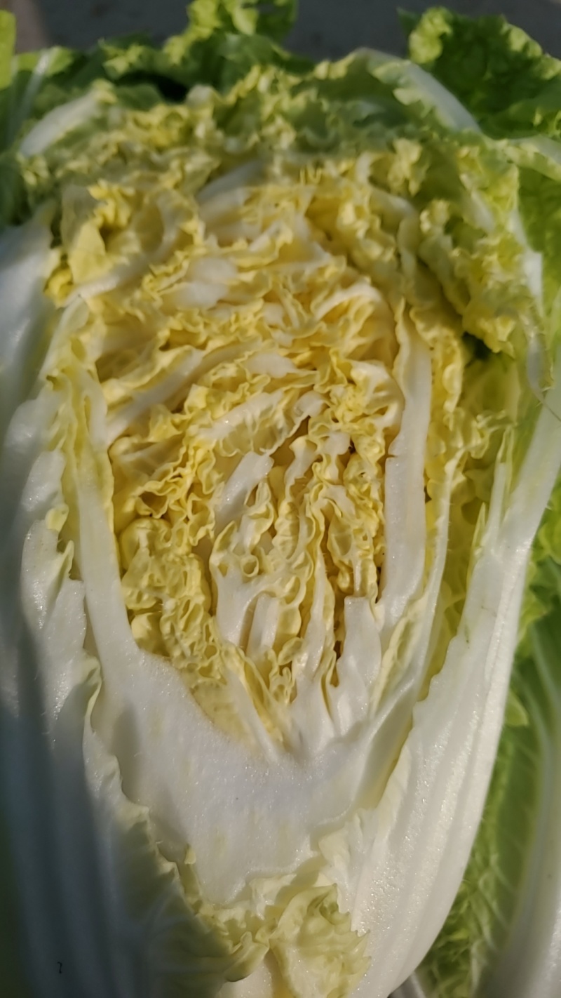 黄心白菜可供加工厂，泡菜，酸菜
