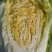 黄心白菜可供加工厂，泡菜，酸菜