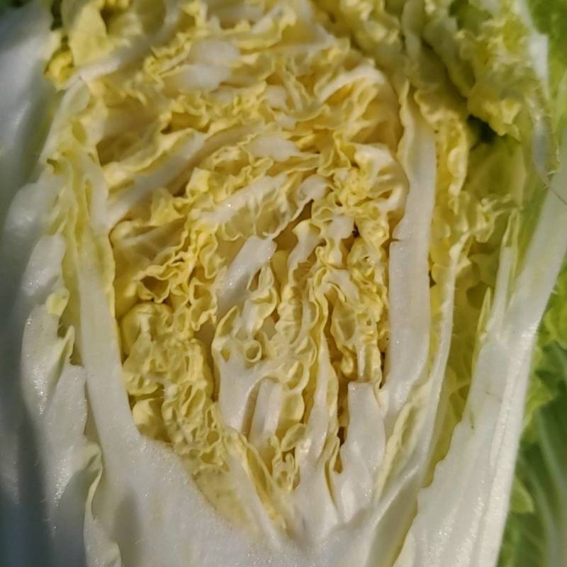 黄心白菜可供加工厂，泡菜，酸菜