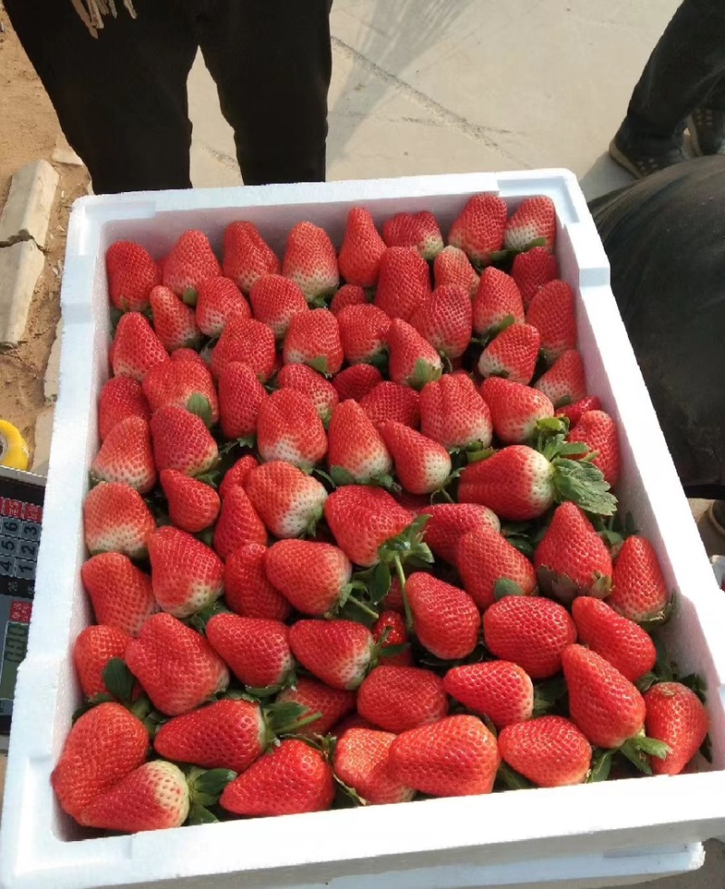 中牟草莓大量上市代发全国各大市场需要的联系