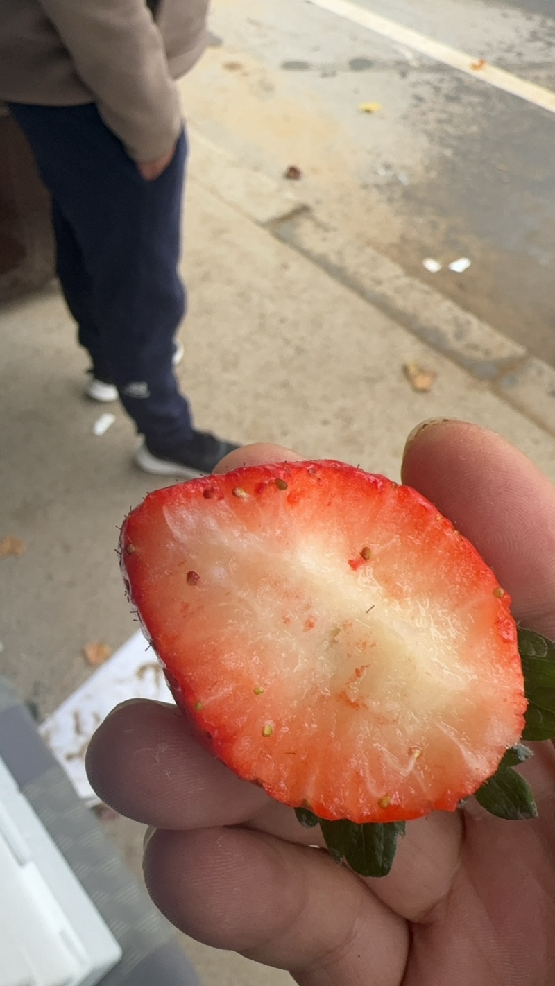 中牟草莓大量上市代发全国各大市场需要的联系