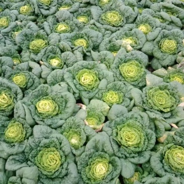 河南新野县优质奶白菜