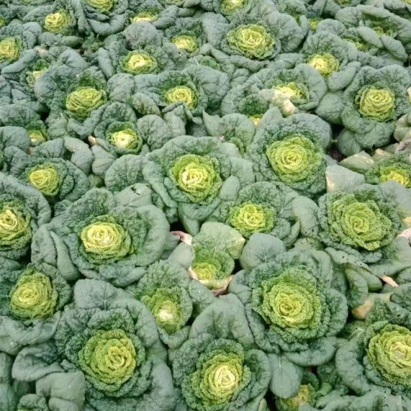 河南新野县优质奶白菜