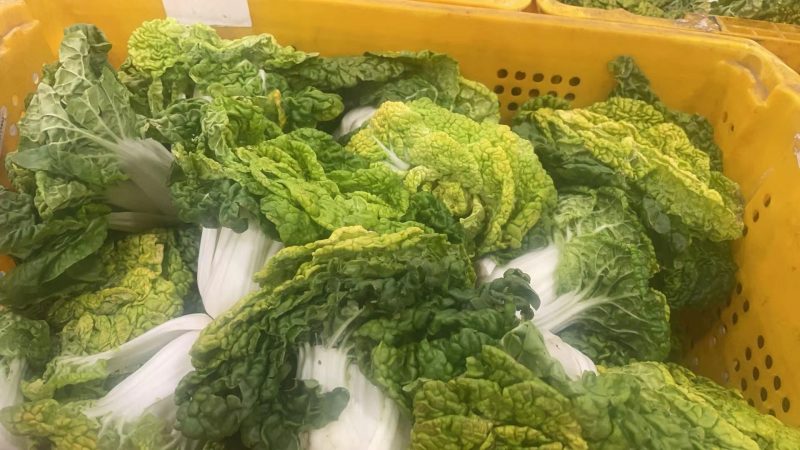 河南新野县优质奶白菜