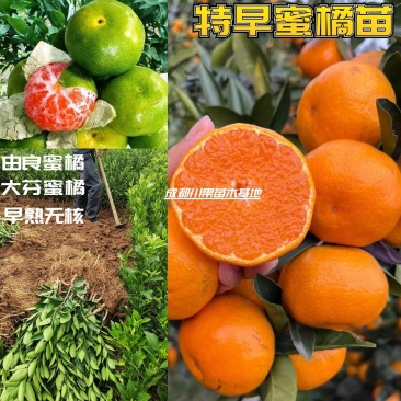 【新品种】特早蜜橘苗由良蜜橘大芬四号日南1号无核高甜品种