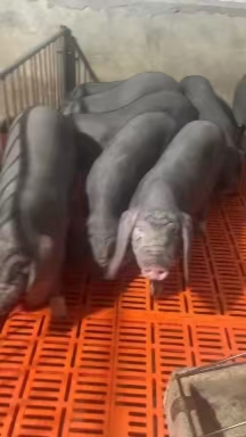 卖育肥猪苗，沂蒙黑猪，各种母猪，发物流，欢迎客户来选购