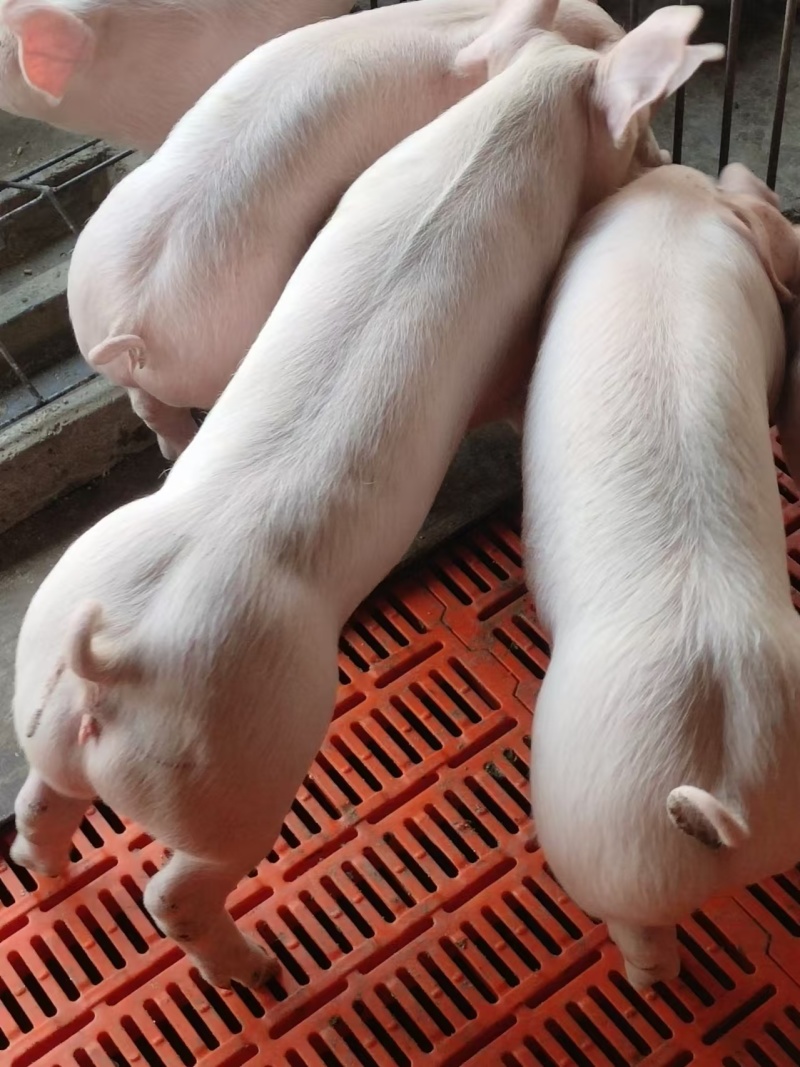 卖育肥猪苗，沂蒙黑猪，各种母猪，发物流，欢迎客户来选购