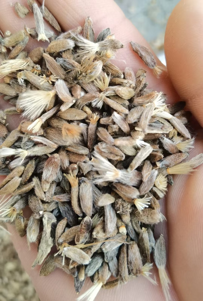 白术白术籽
