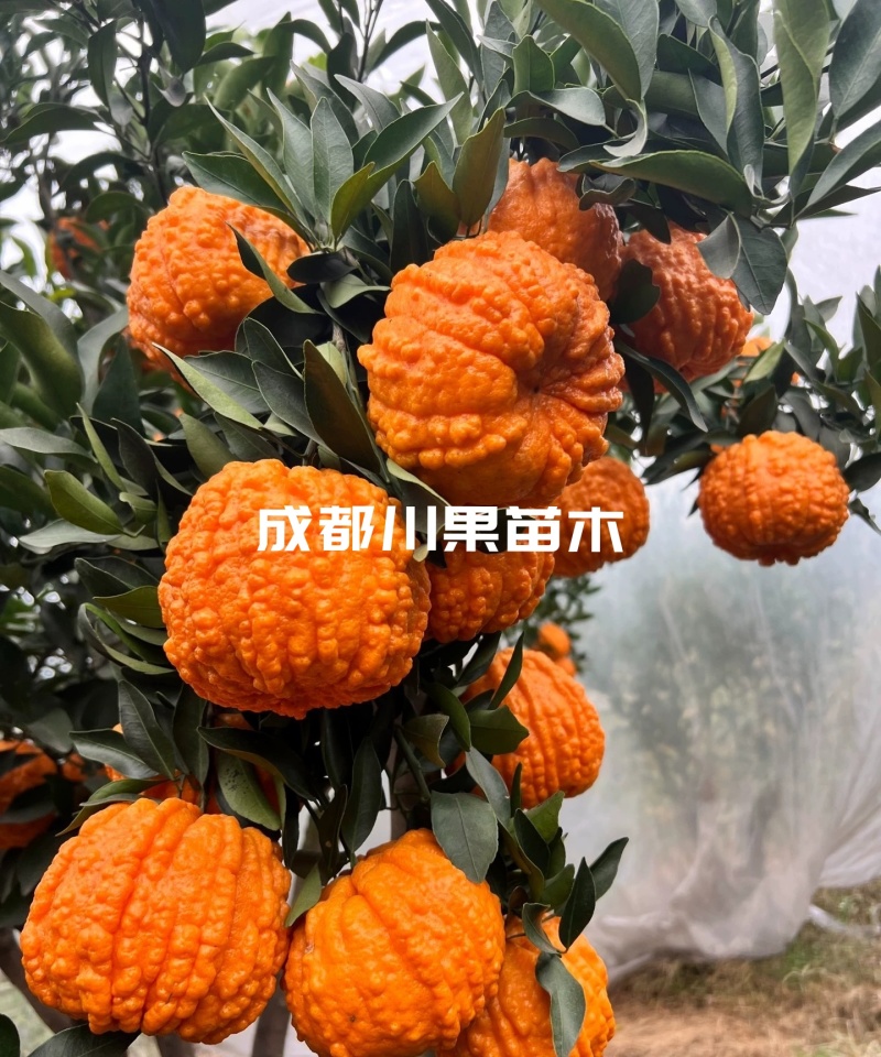 碰柑苗/大果椪柑苗芦柑苗南瓜柑苗嫁接柑橘苗现挖包邮