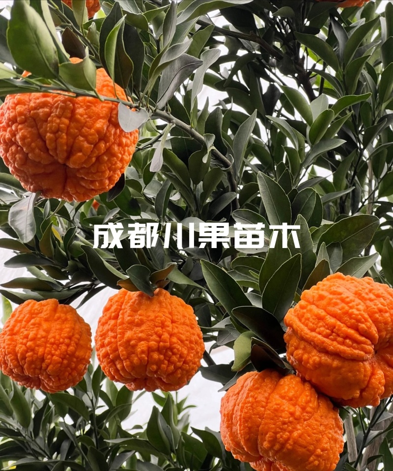碰柑苗/大果椪柑苗芦柑苗南瓜柑苗嫁接柑橘苗现挖包邮