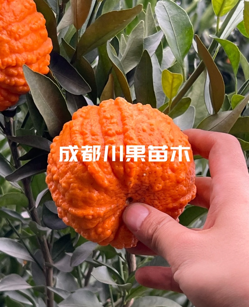 碰柑苗/大果椪柑苗芦柑苗南瓜柑苗嫁接柑橘苗现挖包邮
