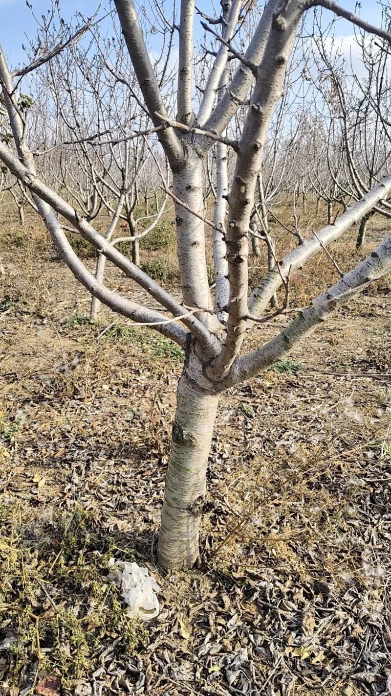 美早结果樱桃树七年粗度10公分以上处理2000棵
