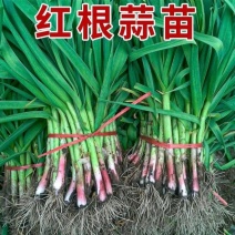 蒜苗红根蒜苗湖北蒜苗产地直发支持视频看货