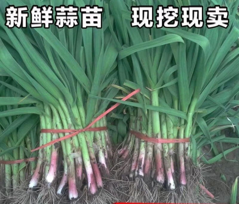 蒜苗红根蒜苗湖北蒜苗产地直发支持视频看货