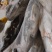 鲟鱼.鸭绿江网箱养殖