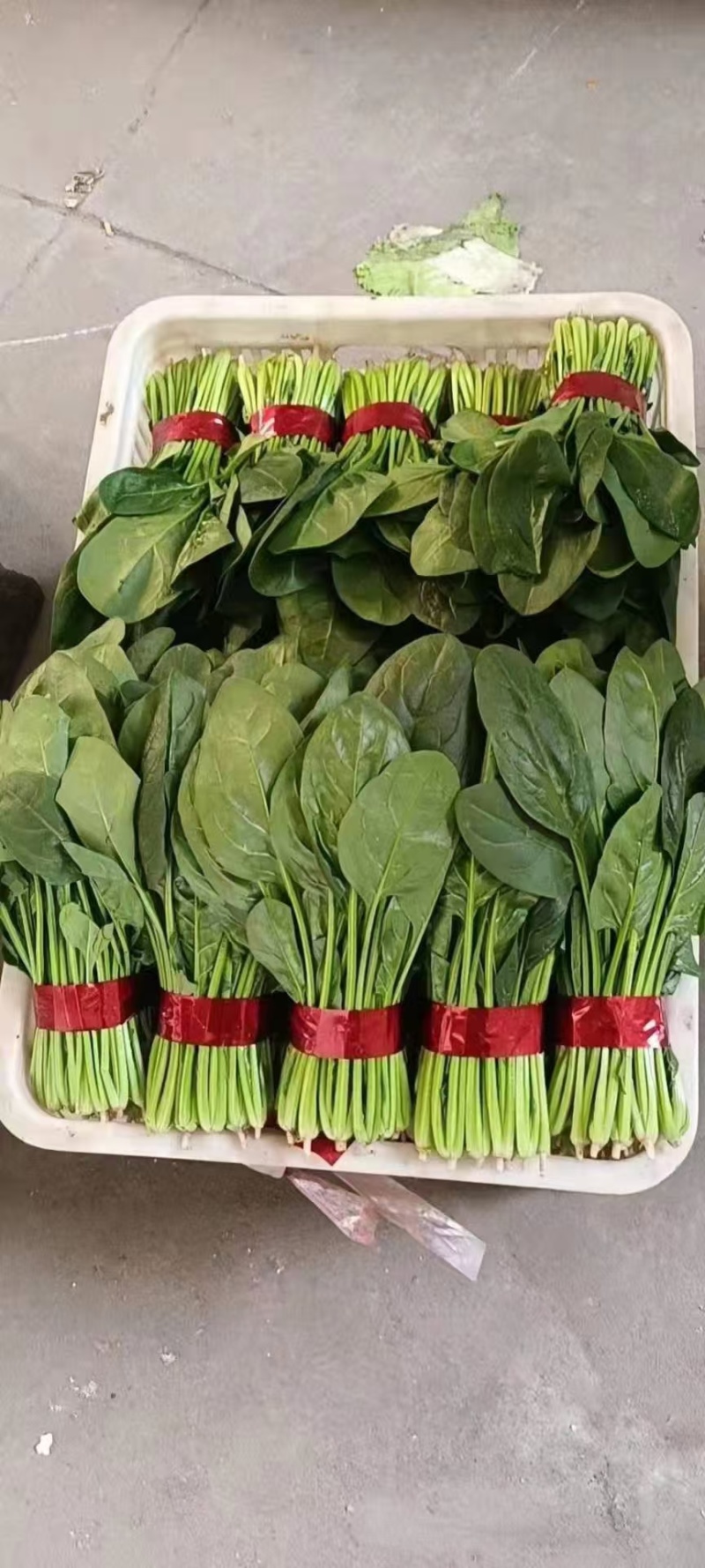 菠菜