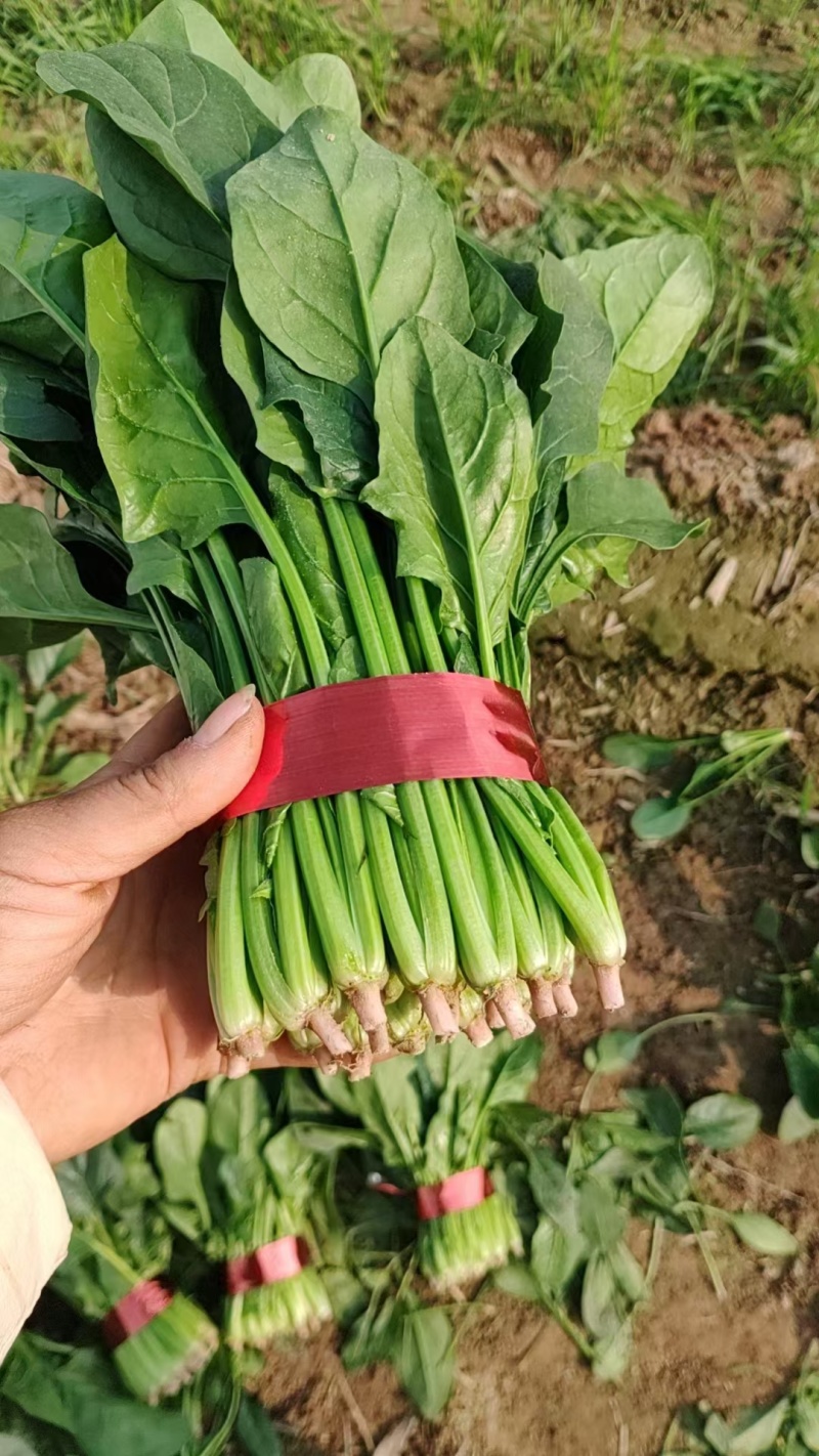菠菜