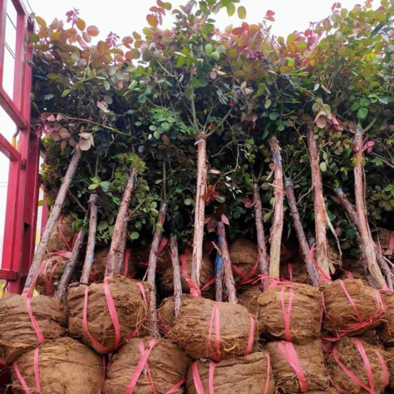古桩树桩月季大棵3-8公分特大花多色红色棒棒糖树状月季