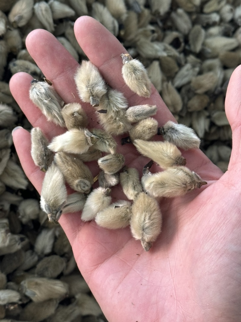 【货对版正品】辛夷花辛夷毛桃保庆药业正品辛夷花实物