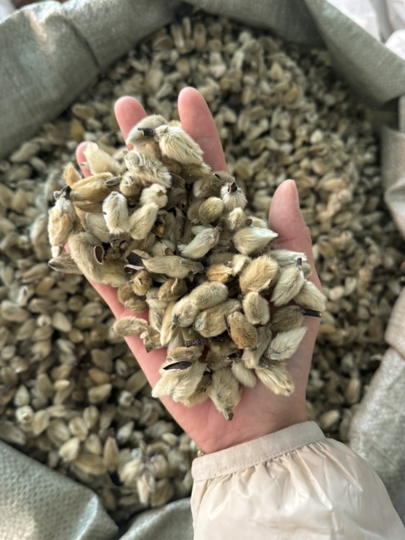 【货对版正品】辛夷花辛夷毛桃保庆药业正品辛夷花实物