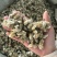 【货对版正品】辛夷花辛夷毛桃保庆药业正品辛夷花实物