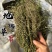 【货对版】地锦草地锦草个子血见愁实拍发货如图现货