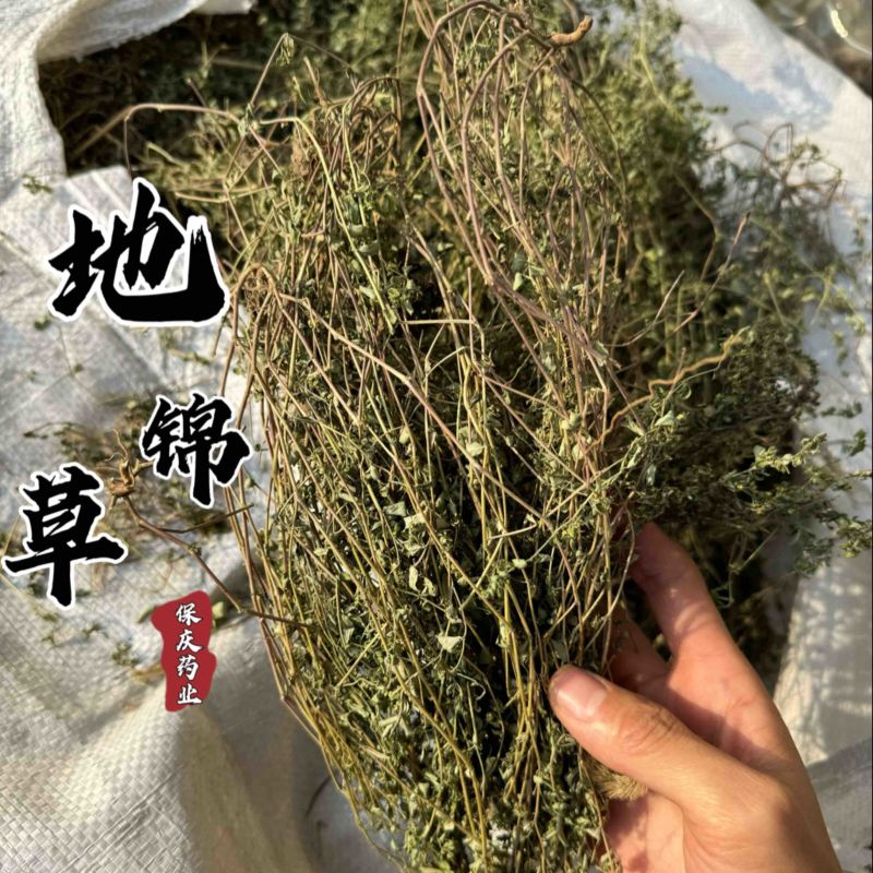 【货对版】地锦草地锦草个子血见愁实拍发货如图现货