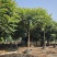 2412苗圃供应全冠麻楝树8-15cm假植苗园林