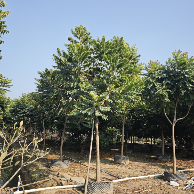 2412苗圃供应全冠麻楝树8-15cm假植苗园林
