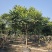 2412苗圃供应全冠麻楝树8-15cm假植苗园林