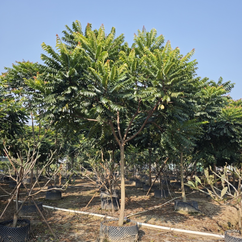 2412苗圃供应全冠麻楝树8-15cm假植苗园林